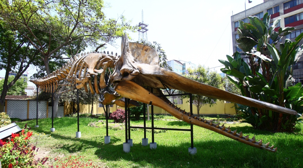 museo historia natural lima